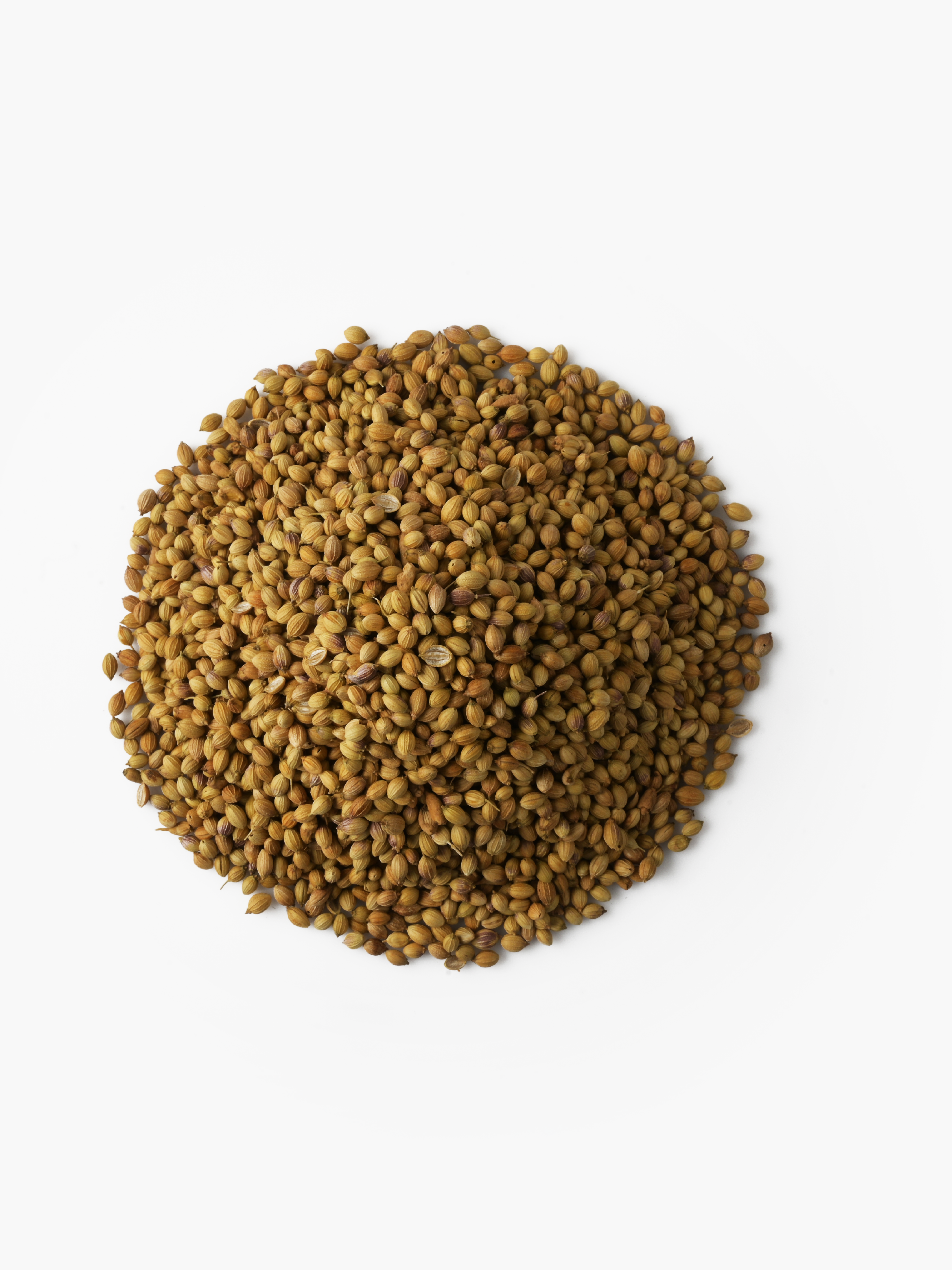 Whole Coriander Seeds