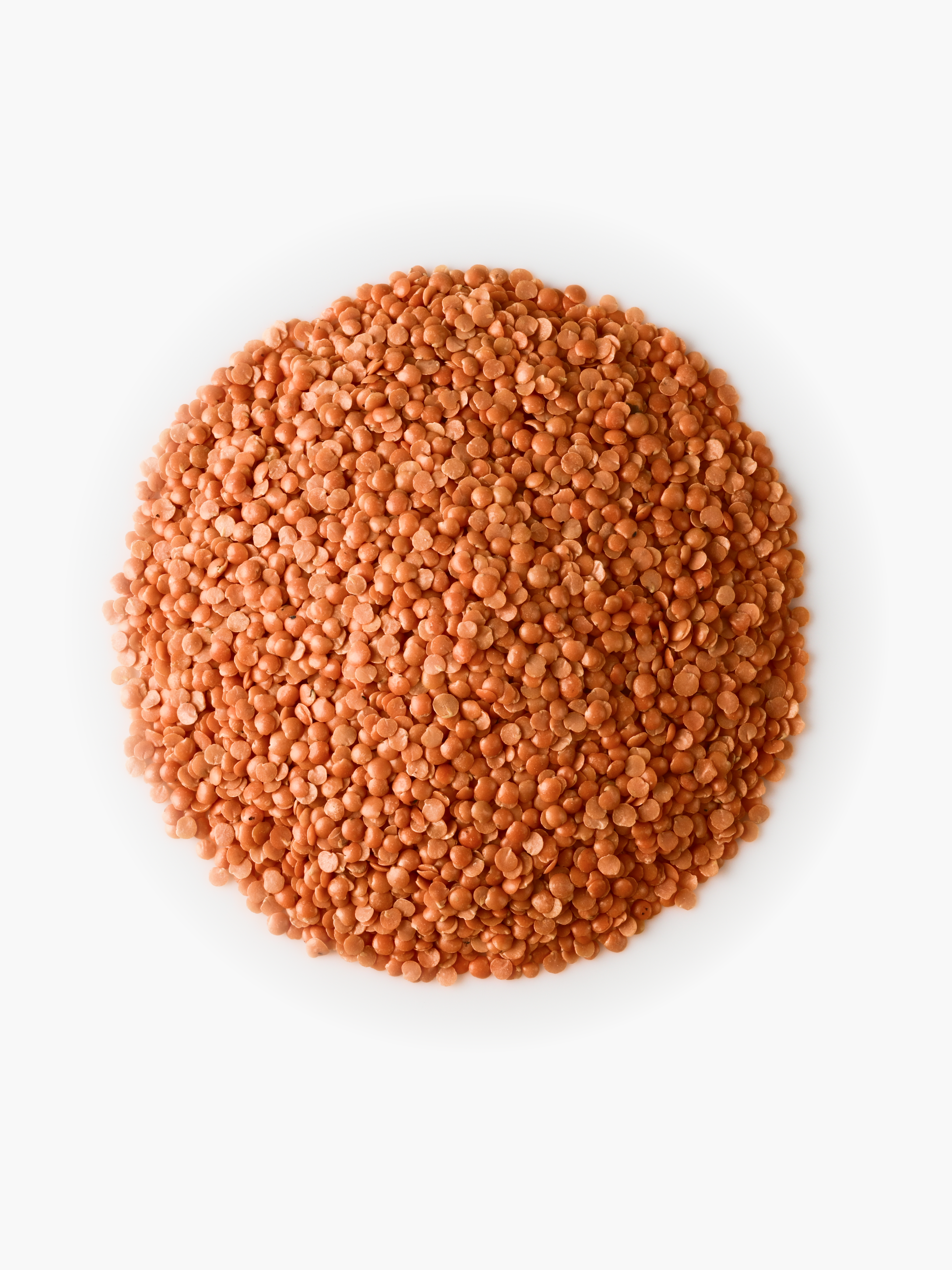 Split Red Lentils